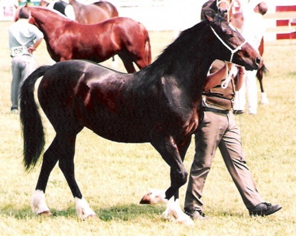 horse Ystrad Dewi Princess (Welsh-Cob (Sek. D), 1992, from Ebbw Victor)