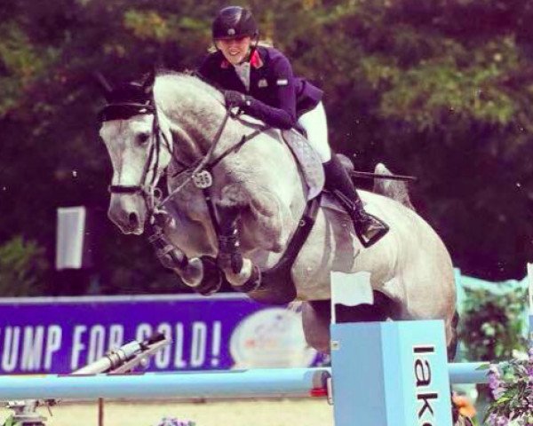 Springpferd Merqusio (Belgisches Warmblut, 2007, von Cicero Z van Paemel) Springpferd Merqusio (Belgisches Warmblut, 2007, von Cicero Z van Paemel)