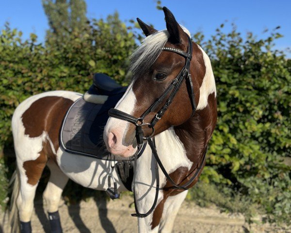 dressage horse Fred 106 (Pony without race description, 2016)