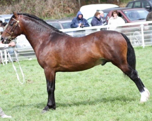 stallion Danway Magic (Welsh-Cob (Sek. D), , from Danaway Harry) stallion Danway Magic (Welsh-Cob (Sek. D), , from Danaway Harry)