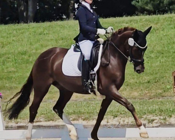 dressage horse Dear Vali (German Riding Pony, 2018, from Dreamtime AT)