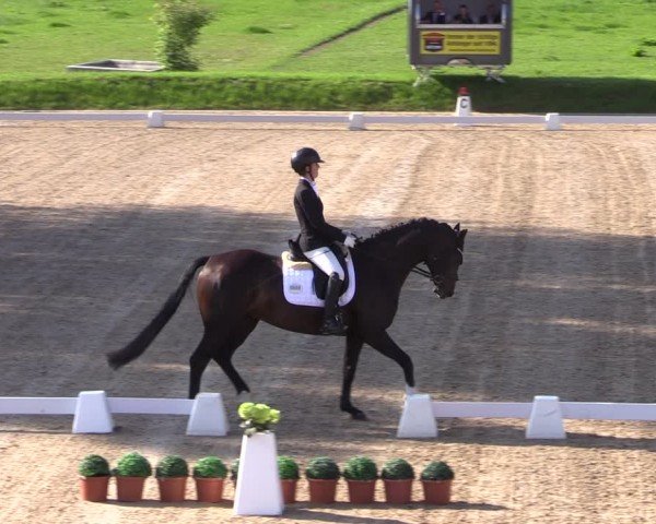 Reitturnier Neu Benthen 2024