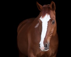 dressage horse Lord Confidence (German Sport Horse, 2009, from Lord Fantastic)