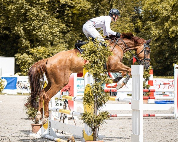 jumper Versage Rm (Oldenburg show jumper, 2019, from Vegas VDL)