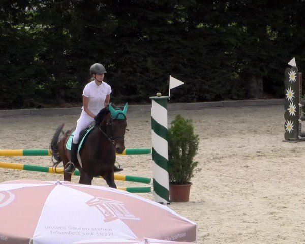 Reitturnier Dielsdorf 2024