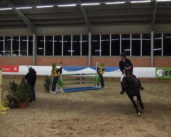 Grevener-Hallenspringturnier 2013