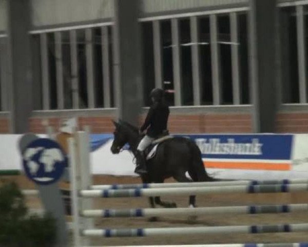 Grevener-Hallenspringturnier 2013