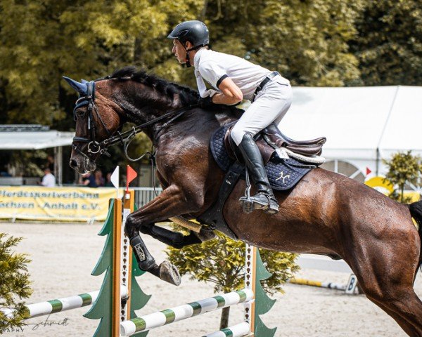 jumper Balous Lovely Boy PS (Oldenburg show jumper, 2019, from Baloutaire PS) jumper Balous Lovely Boy PS (Oldenburg show jumper, 2019, from Baloutaire PS)