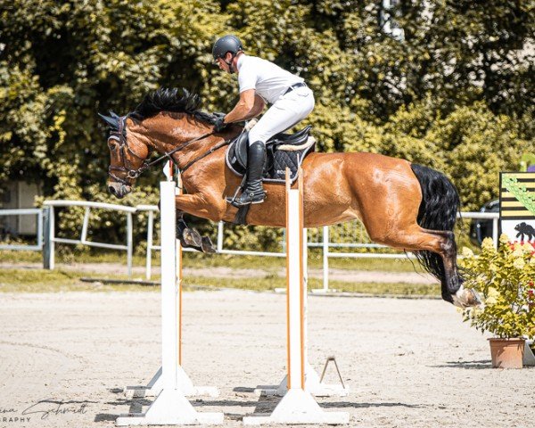 jumper AGENCY 3 (Oldenburg, 2018, from Armison)