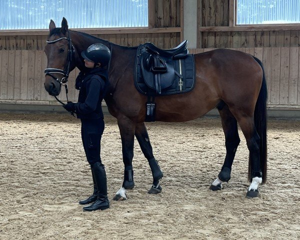 dressage horse Coprado (Latvian Warmblood, 2020, from Cesano II)