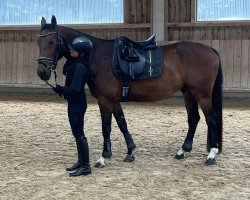 dressage horse Coprado (Latvian Warmblood, 2020, from Cesano II)