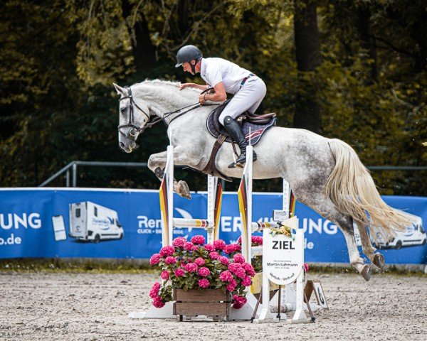 jumper Disalita (Hanoverian, 2019, from Diacontinus)