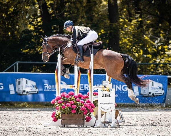 Springpferd Chocolate de Luxe (Deutsches Reitpony, 2019, von Champ de Luxe)