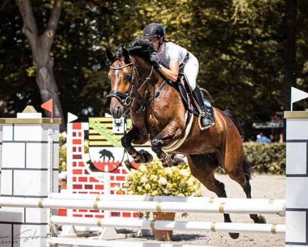 Springpferd Skarlett S 2 (Oldenburger Springpferd, 2019, von Cellestial)