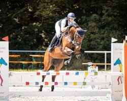 jumper Mabel v. Manchester (Holsteiner, 2019, from Manchester van't Paradijs)