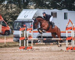 Springpferd Canturano Gold (Oldenburger Springpferd, 2017, von Canturano I)