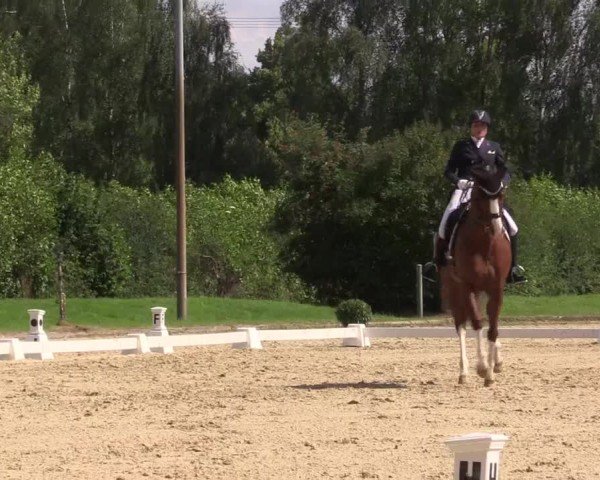 Reitturnier Münster-Roxel 2024