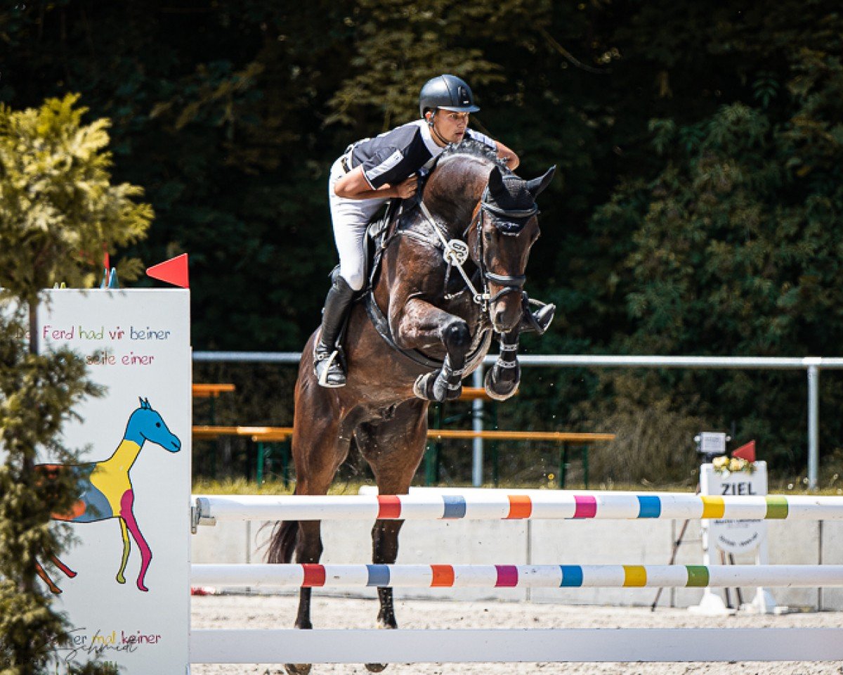 Caballo de salto Diamantinus 4 (Hannoveriano, 2020, de Diamant de Plaisir 178 FIN)