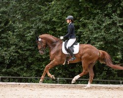 dressage horse Don Ballerino (Hanoverian, 2019, from Dohnanyi 5)