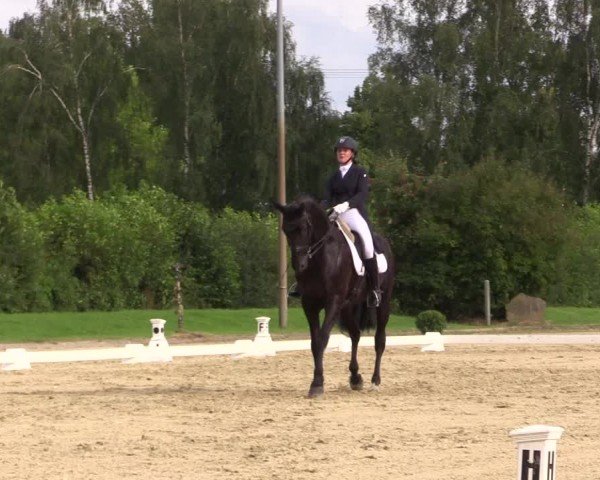 Reitturnier Münster-Roxel 2024