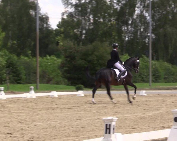 Reitturnier Münster-Roxel 2024