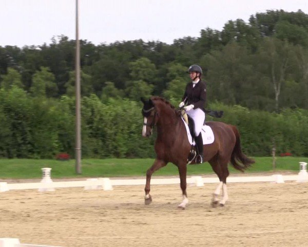 Reitturnier Münster-Roxel 2024