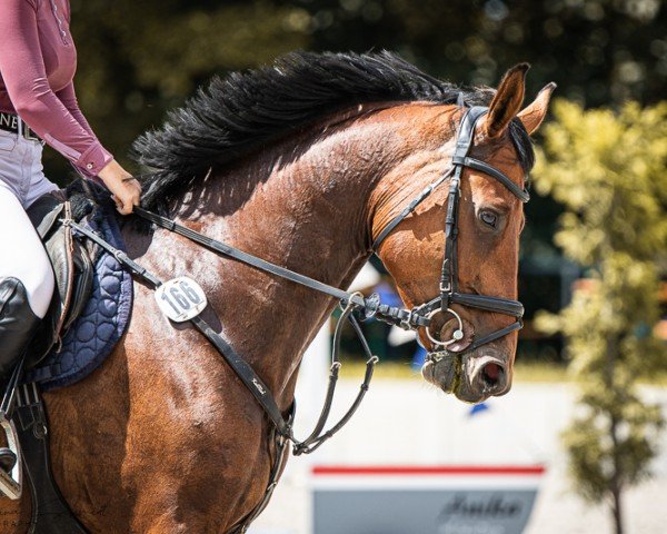 jumper Cezaria T (German Sport Horse, 2019, from Cezaro)