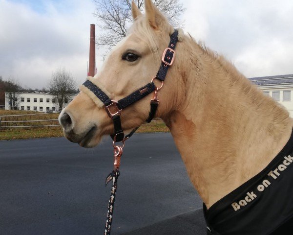 broodmare Gambia San (German Riding Pony, 2017, from Dimension AT NRW)