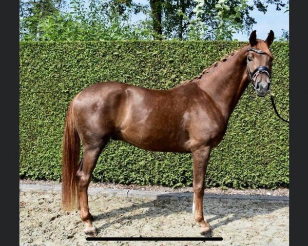 dressage horse Fürst Märchenprinz (Hanoverian, 2015, from Fürst Nymphenburg)