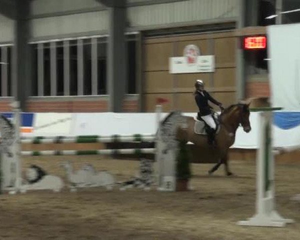 Grevener-Hallenspringturnier 2013