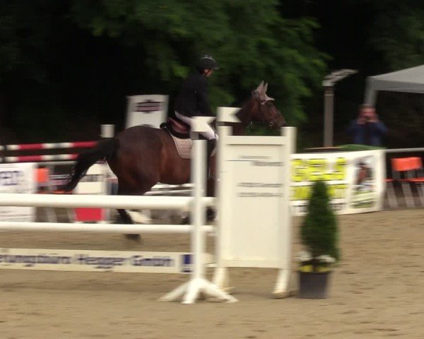 Reitturnier Grefrath - Reitanlage Heitzerend 2024