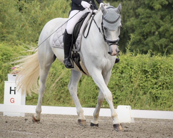 jumper Quidam`s Cascadeur (Oldenburg show jumper, 2010, from Quidam Cento) jumper Quidam`s Cascadeur (Oldenburg show jumper, 2010, from Quidam Cento)