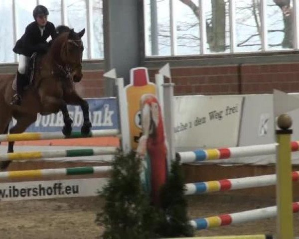 Grevener-Hallenspringturnier 2013