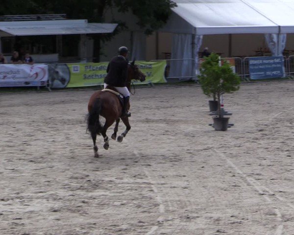Reitturnier Prussendorf 2024