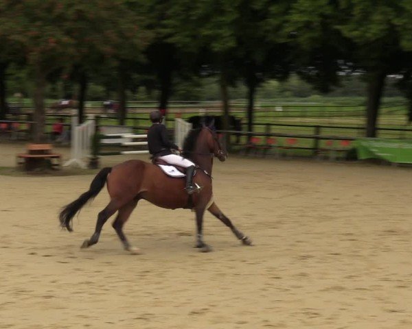 Reitturnier Grefrath - Reitanlage Heitzerend 2024