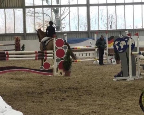 Grevener-Hallenspringturnier 2013