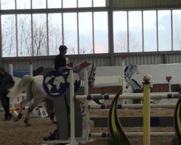 Grevener-Hallenspringturnier 2013