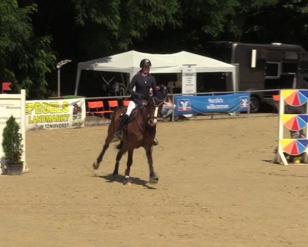 Reitturnier Grefrath - Reitanlage Heitzerend 2024