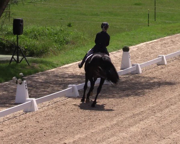 Reitturnier Neu Benthen 2024