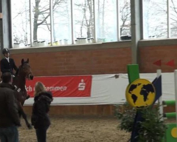 Grevener-Hallenspringturnier 2013
