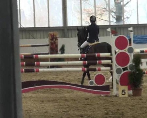 Grevener-Hallenspringturnier 2013