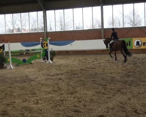 Grevener-Hallenspringturnier 2013