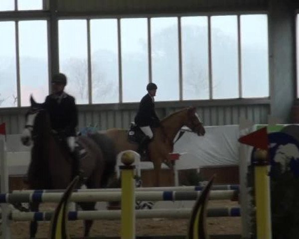 Grevener-Hallenspringturnier 2013