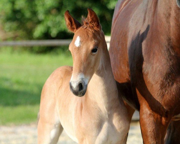 Pferd Frey SD (Hannoveraner, 2024, von For The Future)