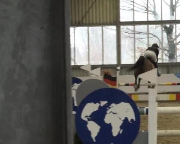 Grevener-Hallenspringturnier 2013