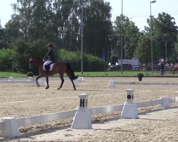 Reitturnier Münster-Roxel 2024