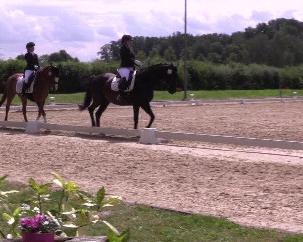 Reitturnier Münster-Roxel 2024