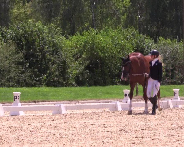 Reitturnier Münster-Roxel 2024