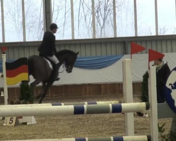 Grevener-Hallenspringturnier 2013