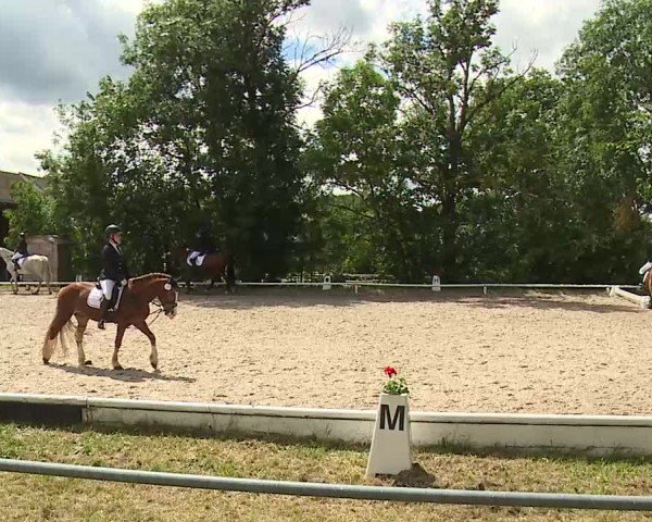 Reitturnier Hof-Haidt/Ofr. 2024